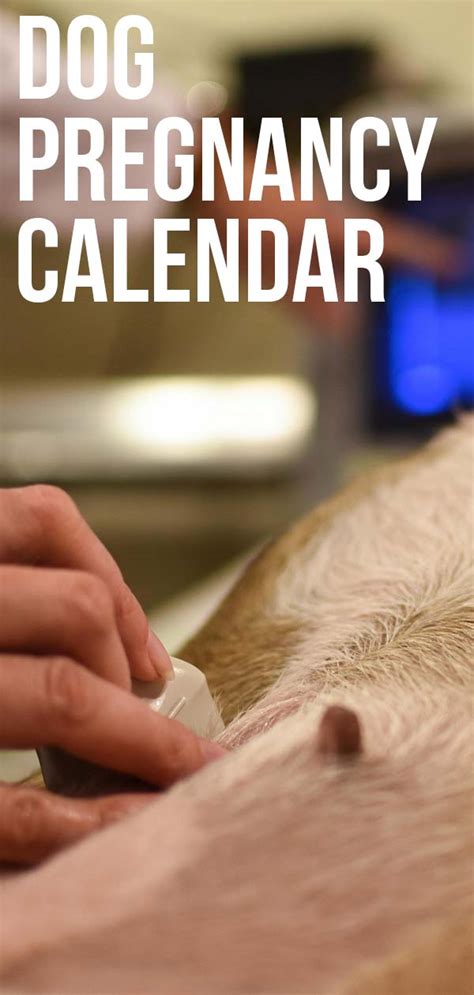 Printable Dog Pregnancy Calendar